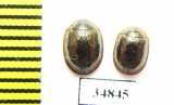Thymalus aubei  Russia, N.Caucasus - INSECTS-STORE.RU
