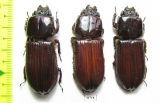 Passalidae sp.  Peru - INSECTS-STORE.RU