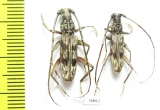 Cerambycidae sp.  Thailand - INSECTS-STORE.RU