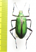 Campsiomorpha lata  Cambodia - INSECTS-STORE.RU