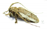 Cerambycidae sp.  Ecuador - INSECTS-STORE.RU
