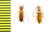 Obrium brunneum, pair  Russia, Krasnodar reg. - INSECTS-STORE.RU