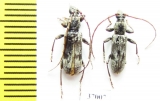 Cerambycidae sp.  South Africa Rep. - INSECTS-STORE.RU