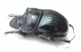 Catharsius crassicornis, male  Togo - INSECTS-STORE.RU