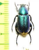 Glaphyrus maurus  Tunis - INSECTS-STORE.RU