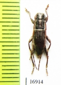 Cerambycidae sp.  New Zealand - INSECTS-STORE.RU