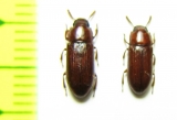 Tenebrionidae sp.  Malaysia - INSECTS-STORE.RU
