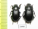 Dendarus moesiacus, pair  Turkey - INSECTS-STORE.RU