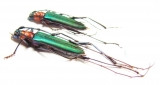 Chloridolum sieversi, pair  Russia, Far East - INSECTS-STORE.RU