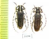 Agapanthia obidovi  Kazakhstan - INSECTS-STORE.RU