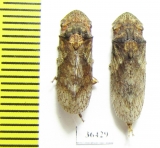 Homoptera sp.  Thailand - INSECTS-STORE.RU