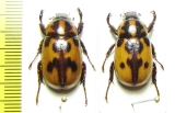 Cyclocephala sp.  Mexico - INSECTS-STORE.RU