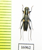Cerambycidae sp.  New Caledonia - INSECTS-STORE.RU