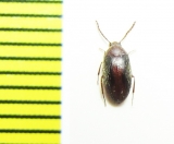 Microsthes zizui  Malaysia - INSECTS-STORE.RU