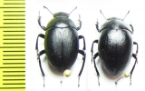 Erodius orientalis oblongus  Turkey - INSECTS-STORE.RU