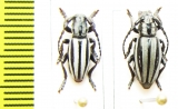 Iberodorcadion terolense, pair  Spain - INSECTS-STORE.RU