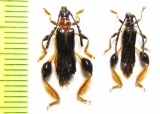 Merionoeda hirsuta, pair  Japan - INSECTS-STORE.RU
