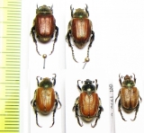 Anisoplia segetum  Turkey/Russia - INSECTS-STORE.RU
