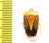 Hemiptera sp.  Peru - INSECTS-STORE.RU