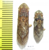 Homoptera sp.  Thailand - INSECTS-STORE.RU