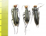Epicauta erythrocephala  Russia, Astrakhan reg. - INSECTS-STORE.RU
