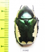 Protaetia trojana ssp.now.  Iran, Fars prov. - INSECTS-STORE.RU