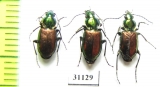 Carabidae sp.  Russia, Tver reg. - INSECTS-STORE.RU