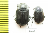 Silphidae sp.  South Africa Rep. - INSECTS-STORE.RU