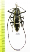 Epepeotes ambigenus  Philippines - INSECTS-STORE.RU