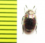 Tenebrionidae sp.  Malaysia - INSECTS-STORE.RU