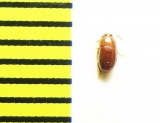 Pentaphyllus biroi  Malaysia - INSECTS-STORE.RU