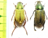 Glaphyrus micans, pair  Armenia - INSECTS-STORE.RU