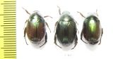 Rutelinae sp.  Ecuador - INSECTS-STORE.RU