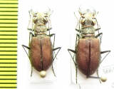 Calomera concolor, pair  Greece, Crete - INSECTS-STORE.RU
