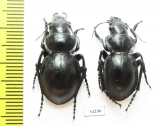 Callisthenes elegans danilevskii  Kazakhstan - INSECTS-STORE.RU