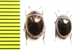 Tenebrionidae sp.  Malaysia - INSECTS-STORE.RU