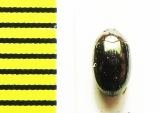 Platydema andoi  Malaysia, Borneo - INSECTS-STORE.RU