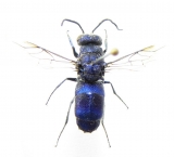 Chrysididae - INSECTS-STORE.RU