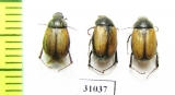 Omaloplia spiraeae  Russia, Astrakhan reg. - INSECTS-STORE.RU