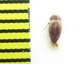 Eucinetidae, Eucinetus caucasicus  Russia, Caucasus - INSECTS-STORE.RU
