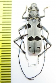 Rosalia alpina, male  Moldova - INSECTS-STORE.RU