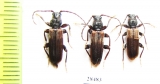 Tetropium fuscum  Russia, Tver reg. - INSECTS-STORE.RU
