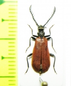 Pseudopyrochroa laticollis  Japan - INSECTS-STORE.RU