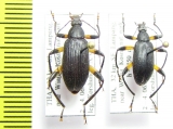 Tenebrionidae sp.  Thailand - INSECTS-STORE.RU