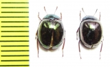 Tenebrionidae sp.  Malaysia - INSECTS-STORE.RU