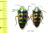 Hemiptera sp.  South Africa Rep. - INSECTS-STORE.RU