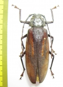 Prioninae sp.  Malawi 64mm - INSECTS-STORE.RU