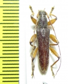 Cerambycidae sp.  Indonesia, Java - INSECTS-STORE.RU