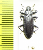 Tenebrionidae sp.  Thailand - INSECTS-STORE.RU