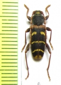 Plagionotus christophi  Japan - INSECTS-STORE.RU